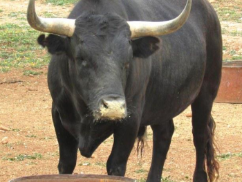 Житель Валенсии поручил охрану своего склада боевым быкам
