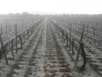 Ущерб садов Валенсии от апрельских заморозков составил 4 млн. евро