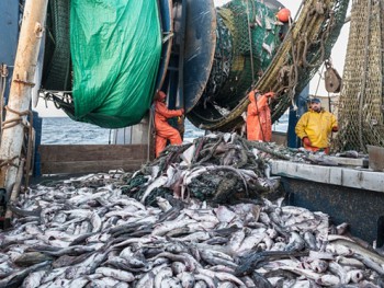 Испания остаётся европейским лидером по вылову морских продуктов