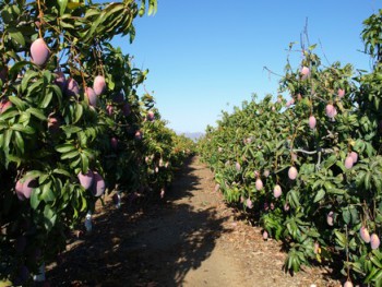 В Испании урожай манго составит 20 - 25 тыс. тонн 