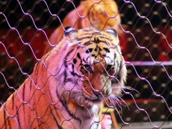 В цирках Валенсии запретили использовать животных