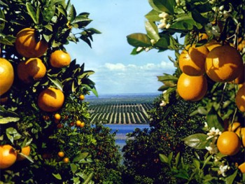 В 2015 году в Испании снизится урожай цитрусовых культур 
