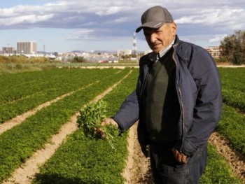 Фермер из Валенсии обеспечивает петрушкой всю сеть Mercadona